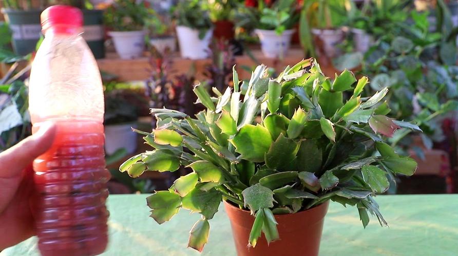 蟹爪兰的养殖方法（蟹爪兰如何养殖）