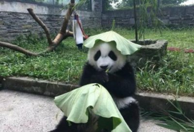 ​绿帽子含义的由来（绿帽子的来历是怎么来的）