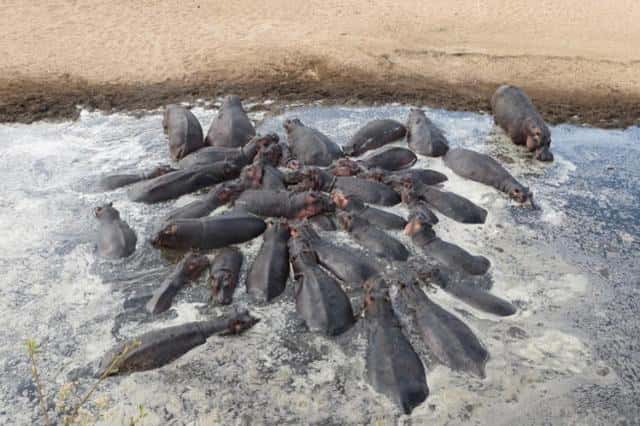 河马是不是杂食性动物（河马吃什么食物）