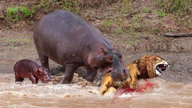 河马是不是杂食性动物（河马吃什么食物）