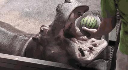 河马是不是杂食性动物（河马吃什么食物）