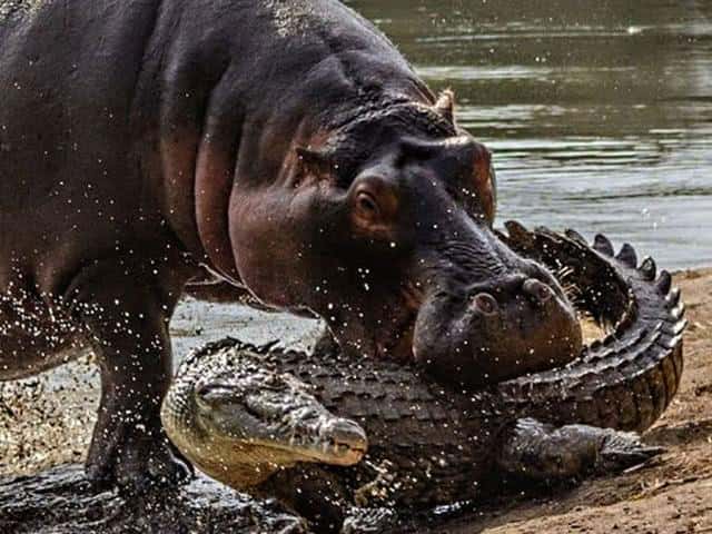 河马是不是杂食性动物（河马吃什么食物）