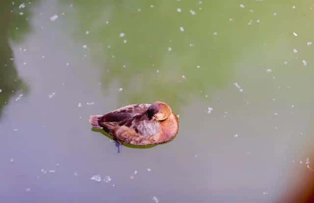 最能打动人的古代情诗诗句（100句撩人情诗）