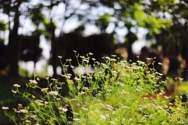 最能打动人的古代情诗诗句（100句撩人情诗）