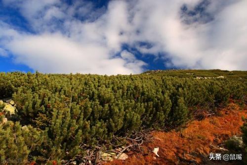 赵普文言文翻译及注释(赵普文言文翻译及字词翻译)-第1张图片-