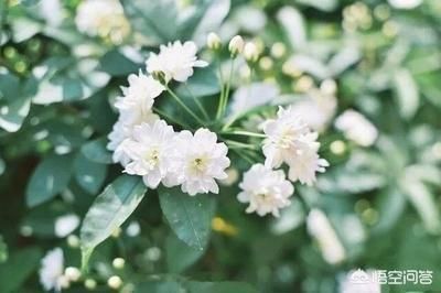 一棵开花的树席慕容原文(一棵开花的树席慕容散文)-第2张图片-