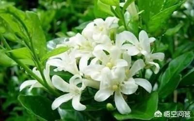 一棵开花的树席慕容原文(一棵开花的树席慕容散文)-第1张图片-