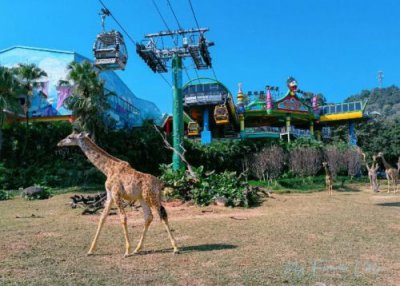 ​长隆野生动物世界门票，长隆野生动物世界地图