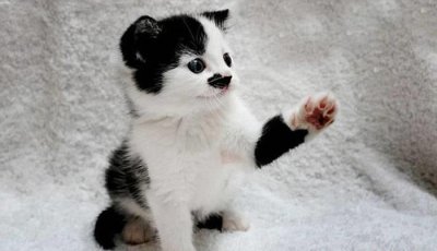 ​喵星人酷似希特勒因其具有某种缺陷基因