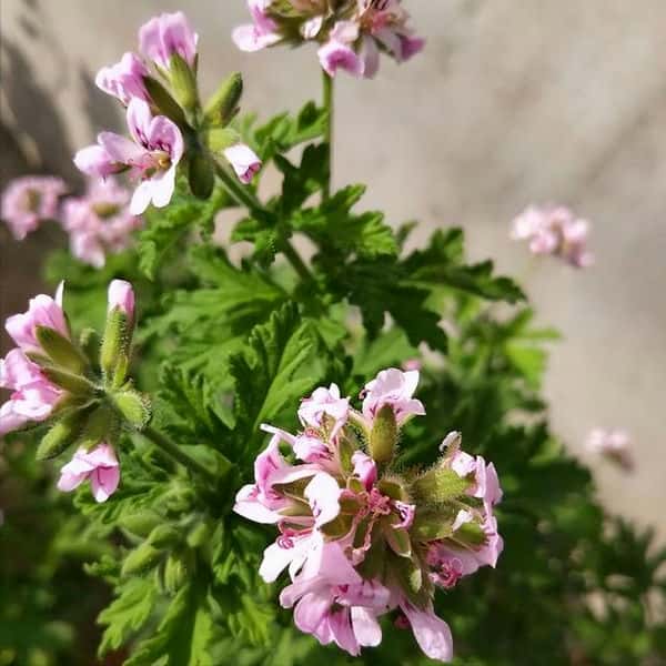 室内养驱蚊草能驱蚊子有毒吗（驱蚊草真的能驱蚊吗）