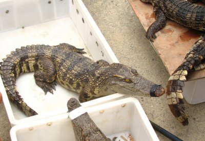 ​鳄鱼属于什么类动物（鳄鱼两栖类还是爬行类）