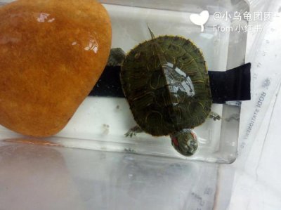 ​巴西龟开心的表现（开心时的巴西龟什么样子）