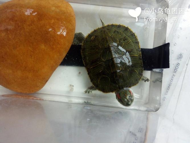 巴西龟开心的表现（开心时的巴西龟什么样子）