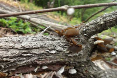 ​哪几种野生木耳有毒 刚采摘的野木耳/樟树长的木耳有毒