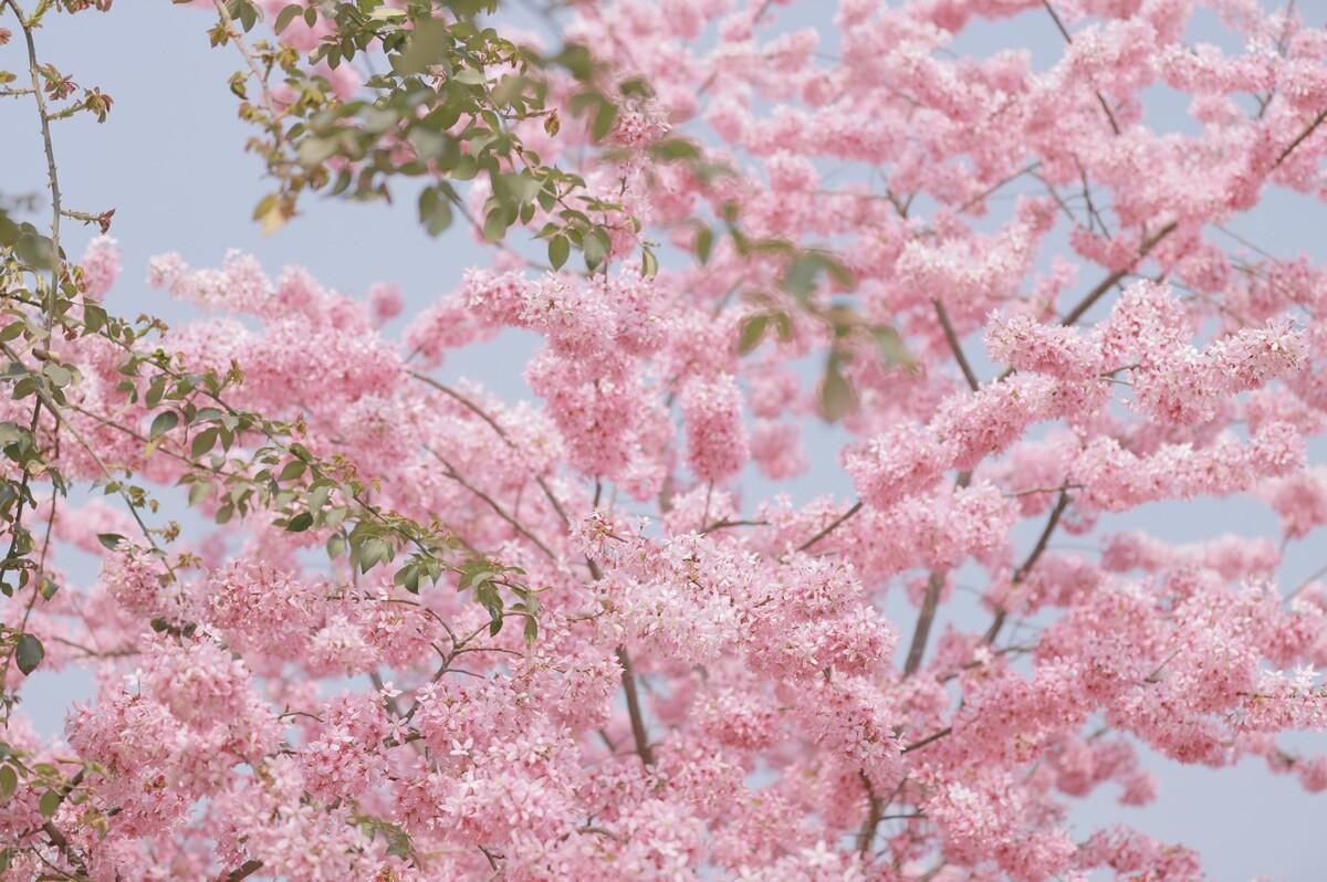 成都春天适合拍照打卡的地方(成都拍照打卡地方有哪些)