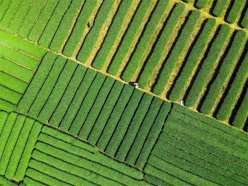 成都春天适合拍照打卡的地方(成都拍照打卡地方有哪些)