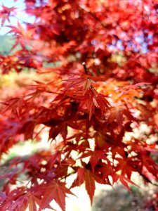 ​成都春天适合拍照打卡的地方(成都拍照打卡地方有哪些)