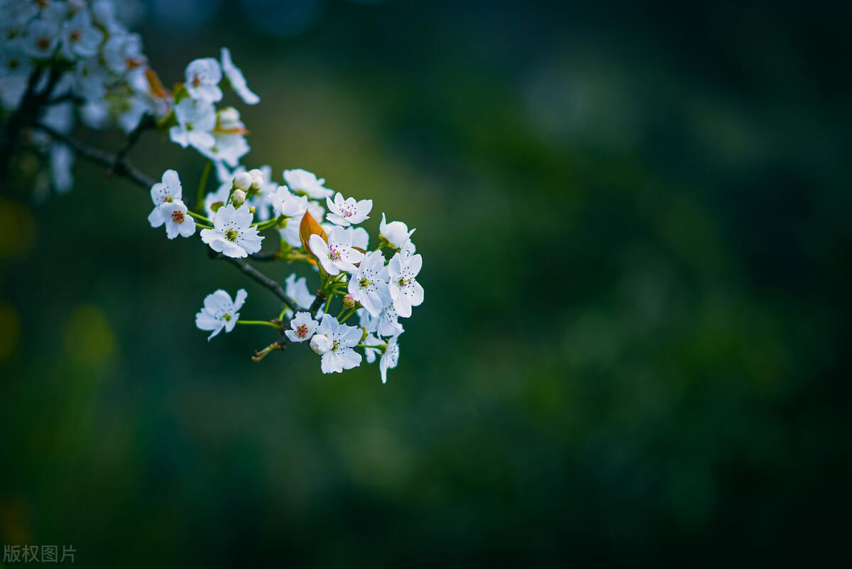成都春天适合拍照打卡的地方(成都拍照打卡地方有哪些)