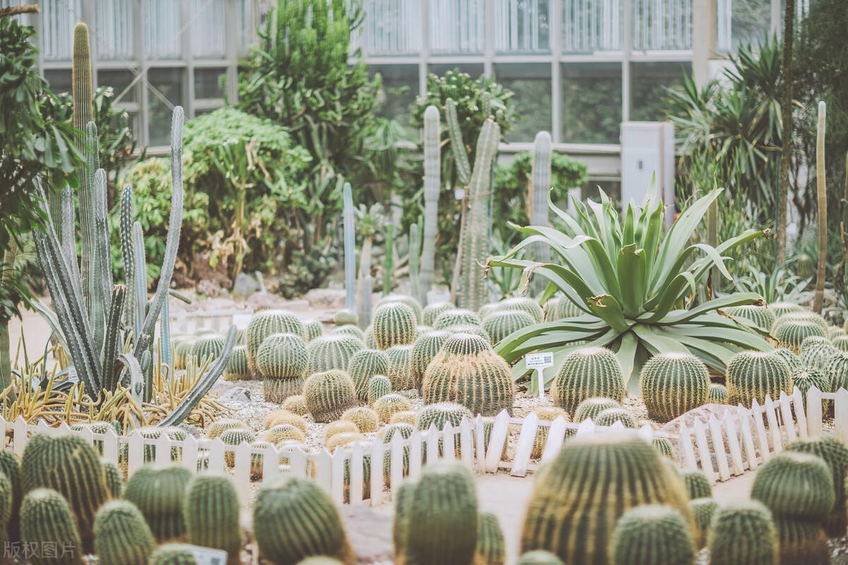 成都春天适合拍照打卡的地方(成都拍照打卡地方有哪些)