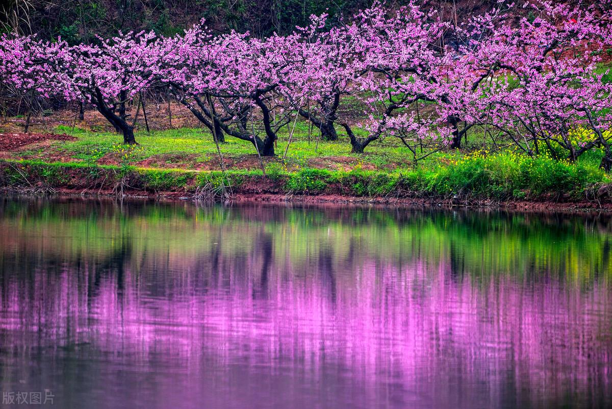 成都春天适合拍照打卡的地方(成都拍照打卡地方有哪些)
