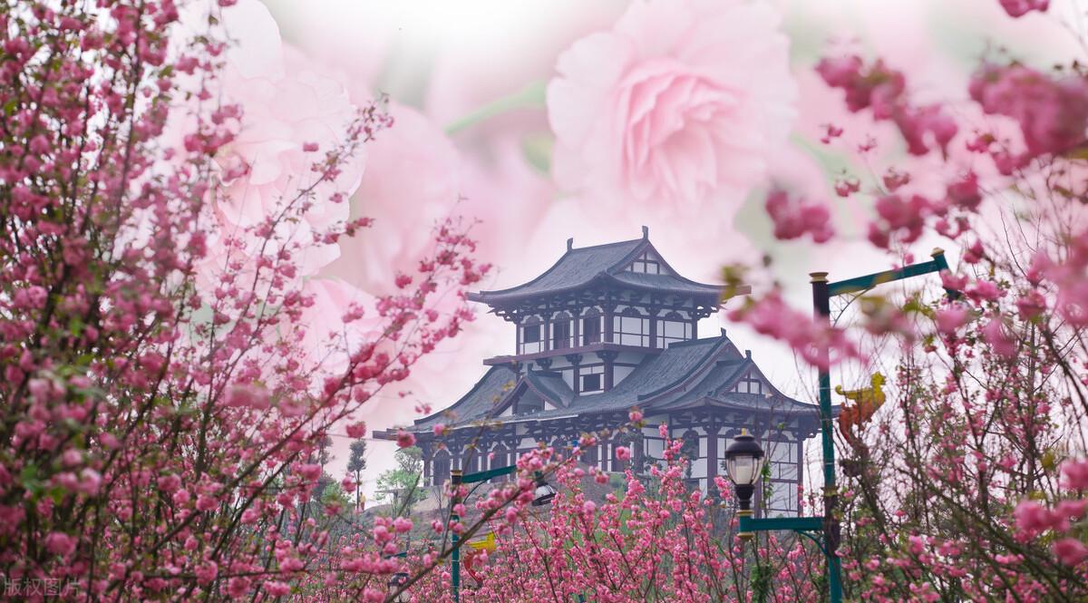 成都春天适合拍照打卡的地方(成都拍照打卡地方有哪些)