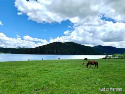 ​青稞茶怎么样(青稞门锁怎么样)