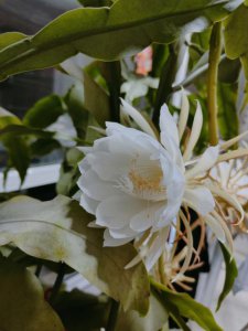 ​昙花开花时间大约有多久（竟然就几个小时）