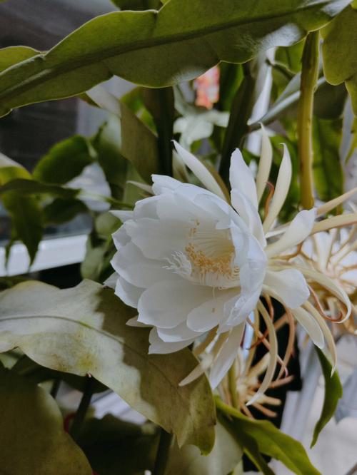 昙花开花时间大约有多久（竟然就几个小时）