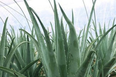 ​库拉索芦荟哪的产地好