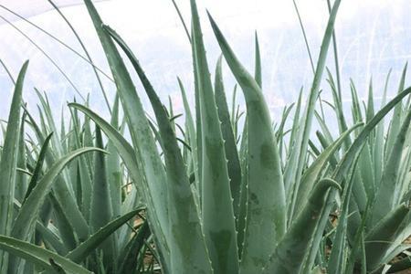 库拉索芦荟哪的产地好