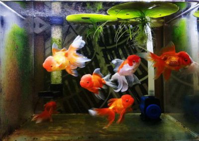 ​柏拉图恋爱是什么意思，柏拉图式爱情什么意思