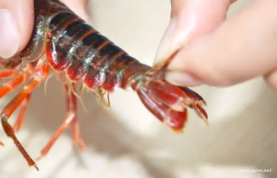 ​小龙虾的做法大全，9种家常做法，值得收藏！