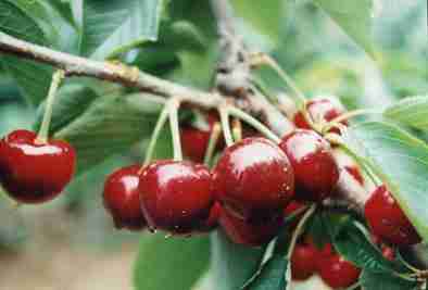 25种大樱桃品种「樱桃品种大全介绍及图片」
