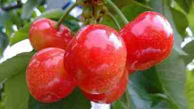 25种大樱桃品种「樱桃品种大全介绍及图片」