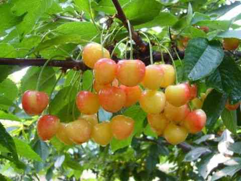 25种大樱桃品种「樱桃品种大全介绍及图片」