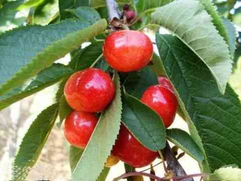 25种大樱桃品种「樱桃品种大全介绍及图片」