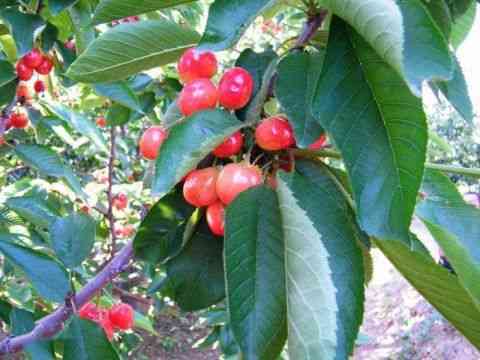 25种大樱桃品种「樱桃品种大全介绍及图片」