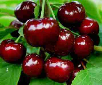 25种大樱桃品种「樱桃品种大全介绍及图片」