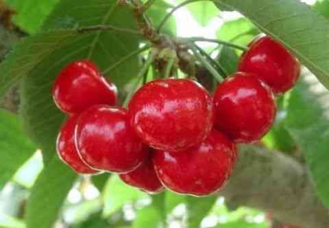 25种大樱桃品种「樱桃品种大全介绍及图片」