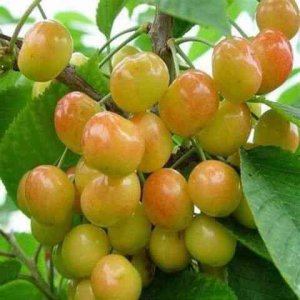 ​25种大樱桃品种「樱桃品种大全介绍及图片」