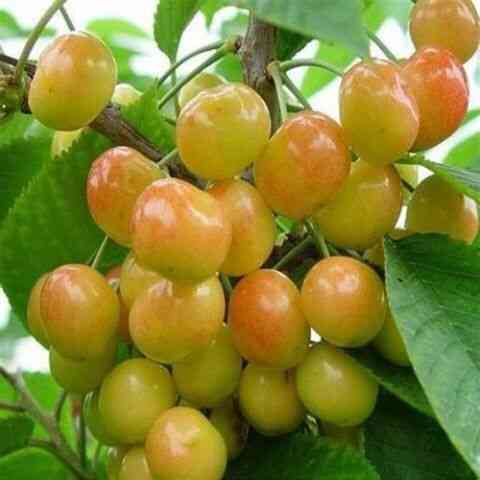 25种大樱桃品种「樱桃品种大全介绍及图片」