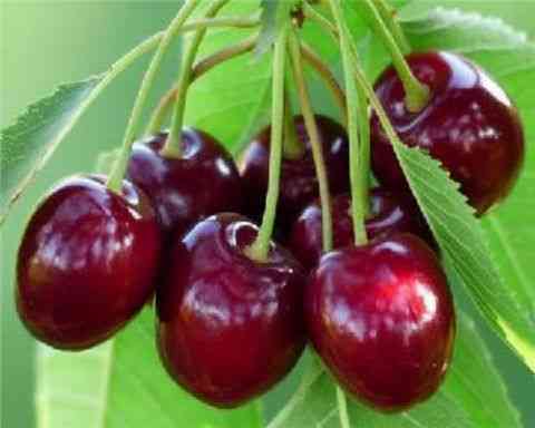25种大樱桃品种「樱桃品种大全介绍及图片」