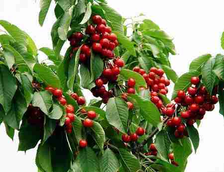 25种大樱桃品种「樱桃品种大全介绍及图片」