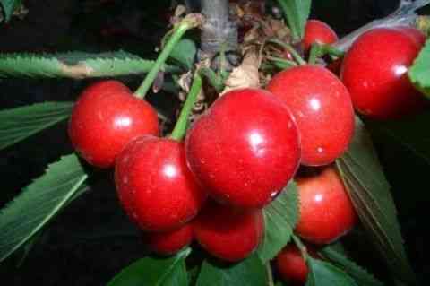 25种大樱桃品种「樱桃品种大全介绍及图片」