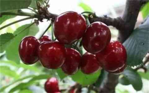 25种大樱桃品种「樱桃品种大全介绍及图片」