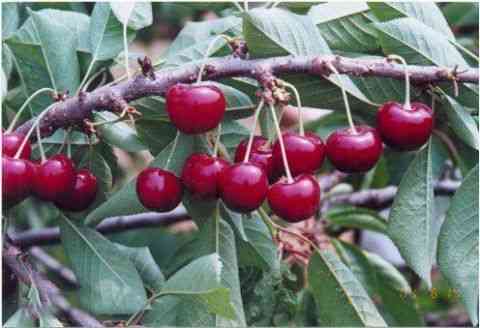 25种大樱桃品种「樱桃品种大全介绍及图片」