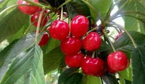 25种大樱桃品种「樱桃品种大全介绍及图片」