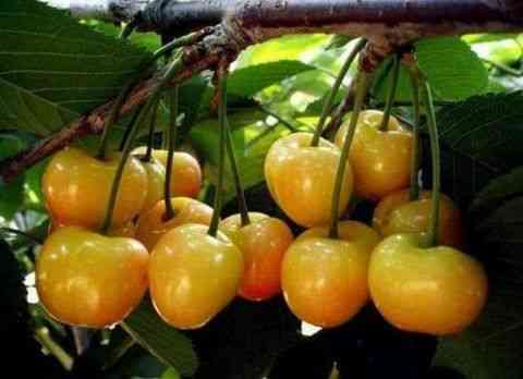 25种大樱桃品种「樱桃品种大全介绍及图片」