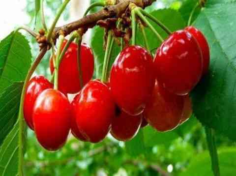 25种大樱桃品种「樱桃品种大全介绍及图片」