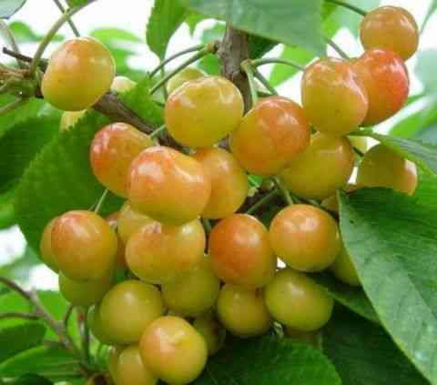 25种大樱桃品种「樱桃品种大全介绍及图片」